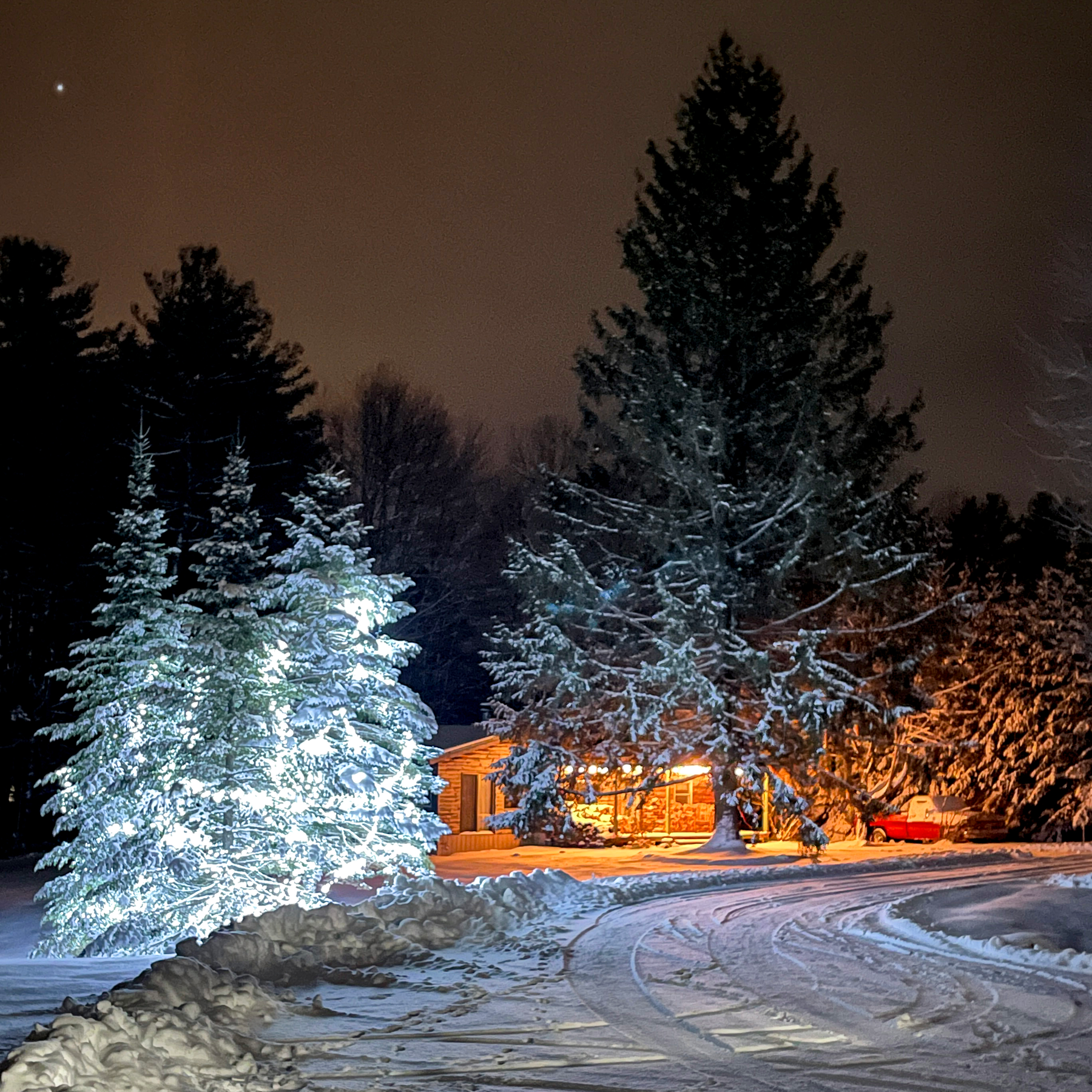 The Maine Christmas Tree